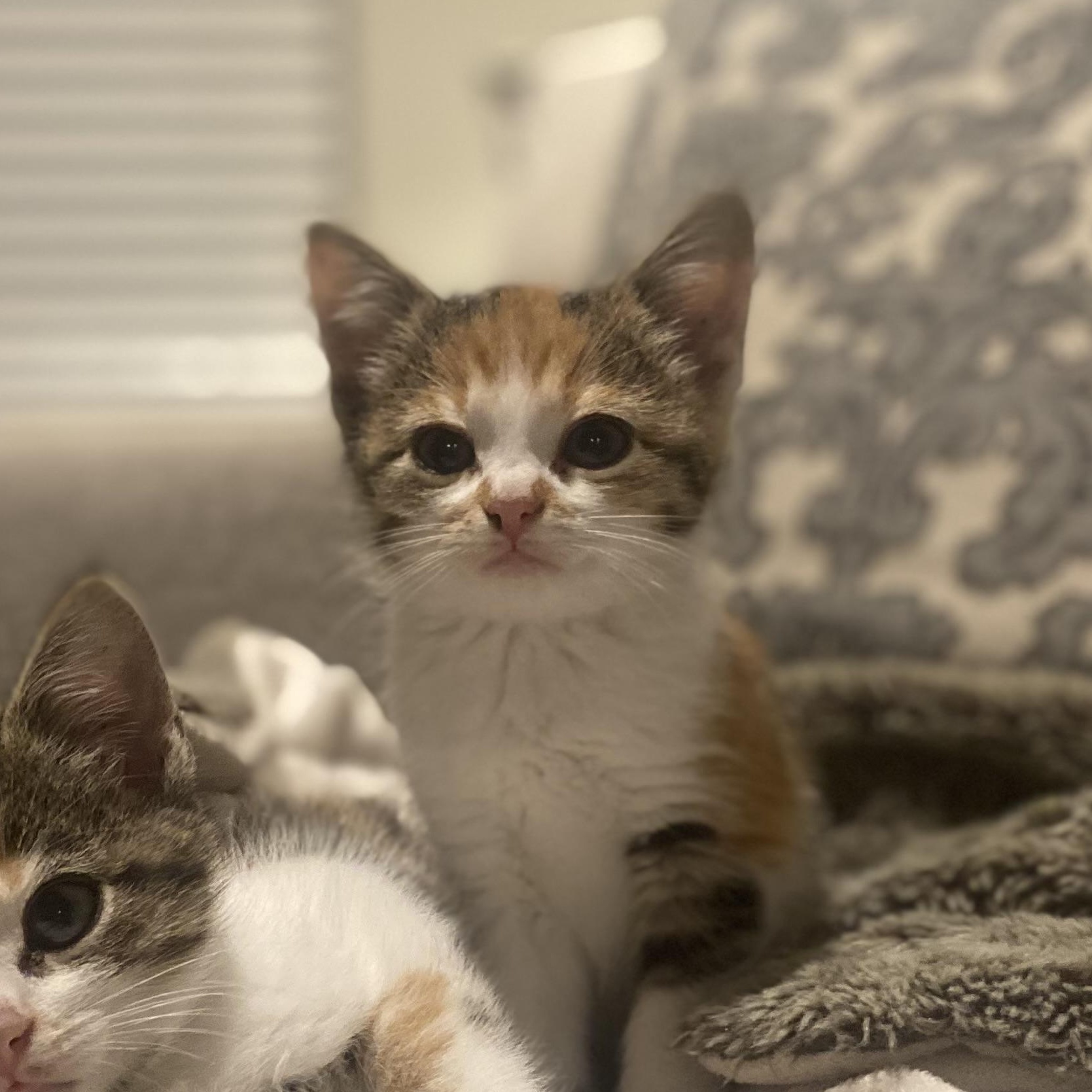 Enlarge Cassandra (Cassie), an adopted Domestic Short Hair in Crowley, TX image 3/3