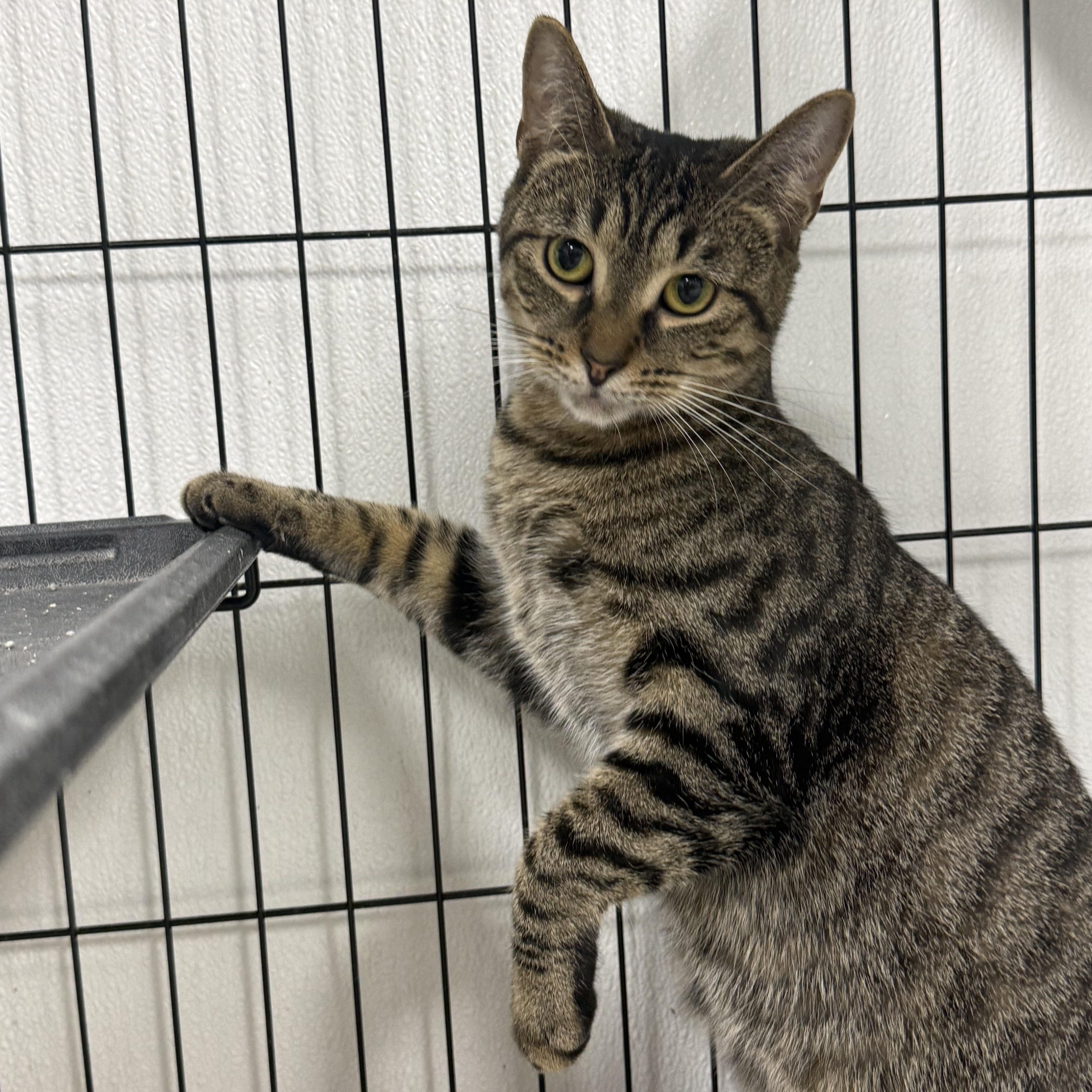 Enlarge Tigger, a Adoptable Domestic Short Hair in Youngstown, OH image 2/2