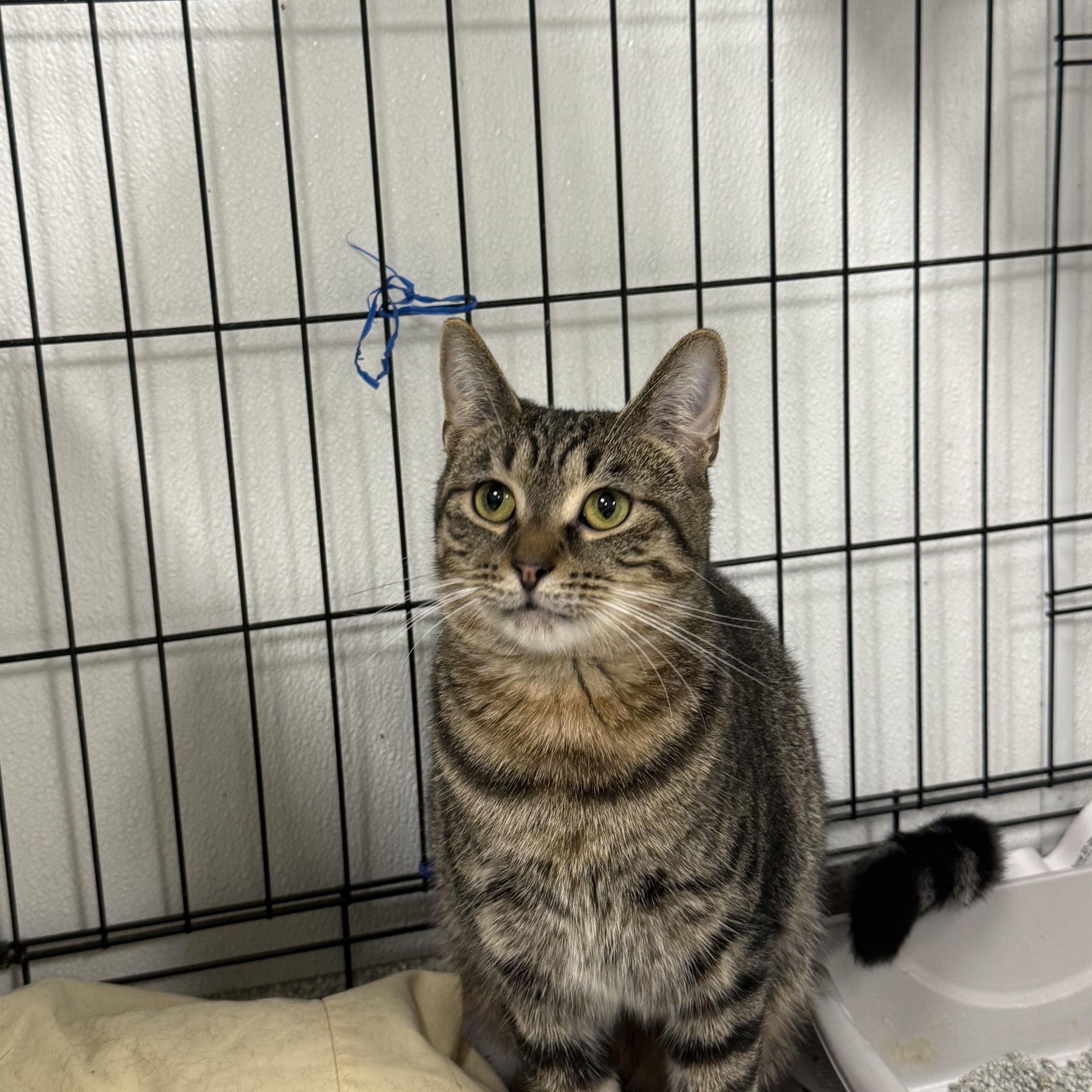 Enlarge Tigger, a Adoptable Domestic Short Hair in Youngstown, OH image 1/2