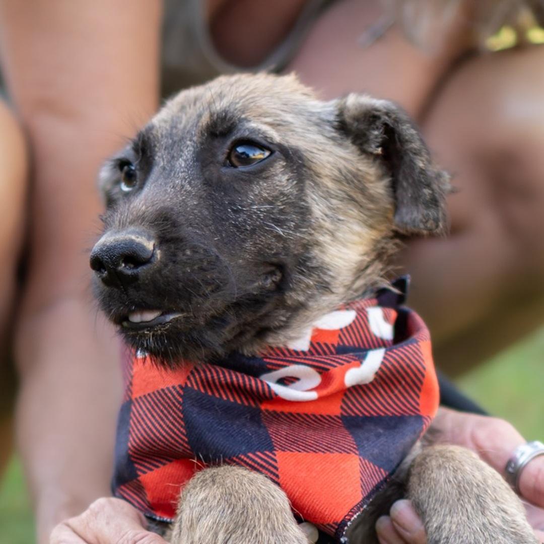 Enlarge GENEVA, a Adoptable mixed breed in Bakersfield, CA image 1/2