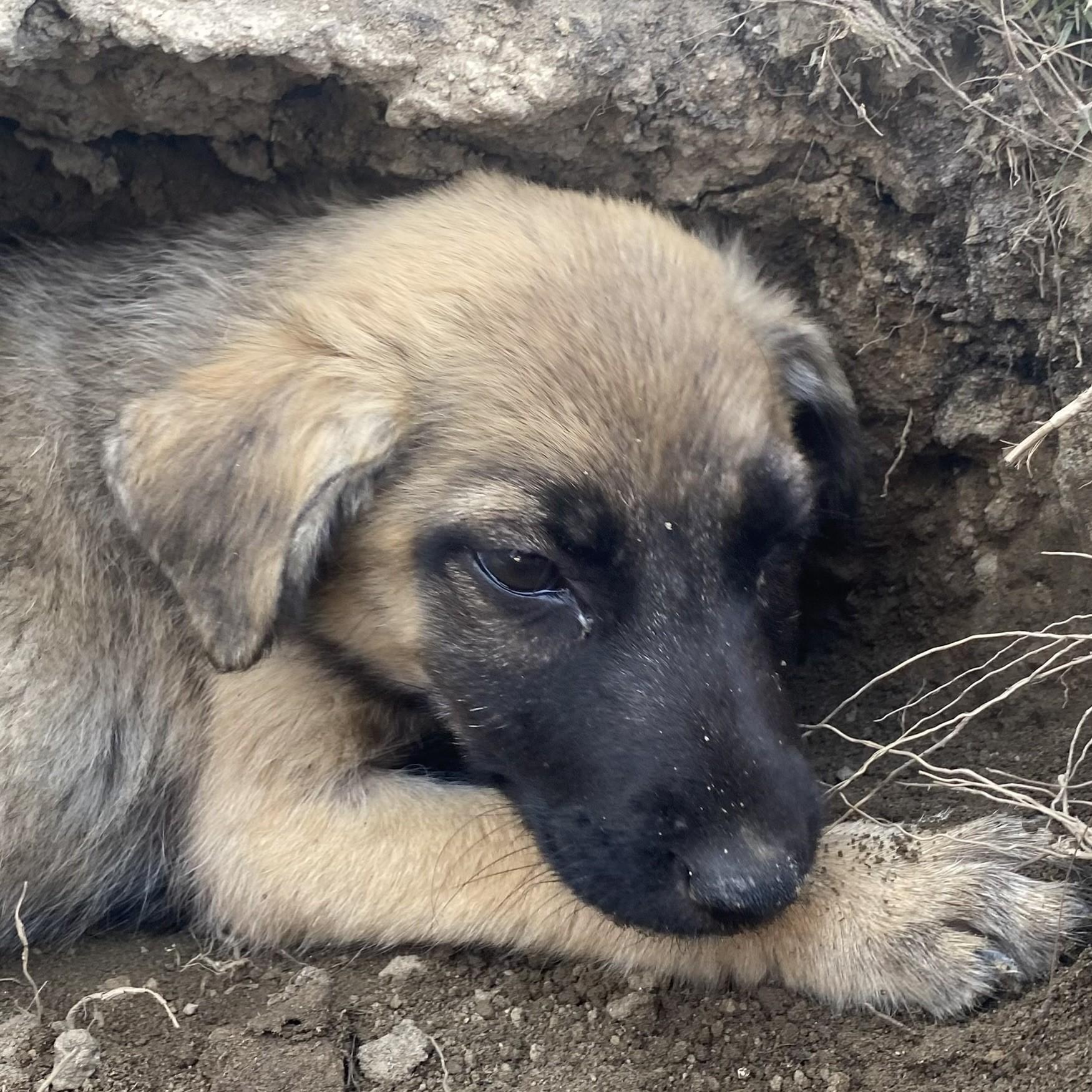 Enlarge GENEVA, a Adoptable mixed breed in Bakersfield, CA image 2/2