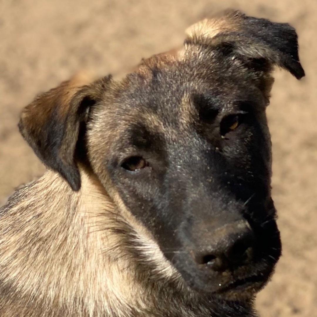 Enlarge GENEVA, a Adoptable mixed breed in Bakersfield, CA image 1/3