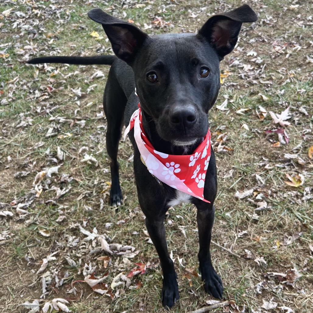 Marionette, Adoptable, Adult Female Mixed Breed.