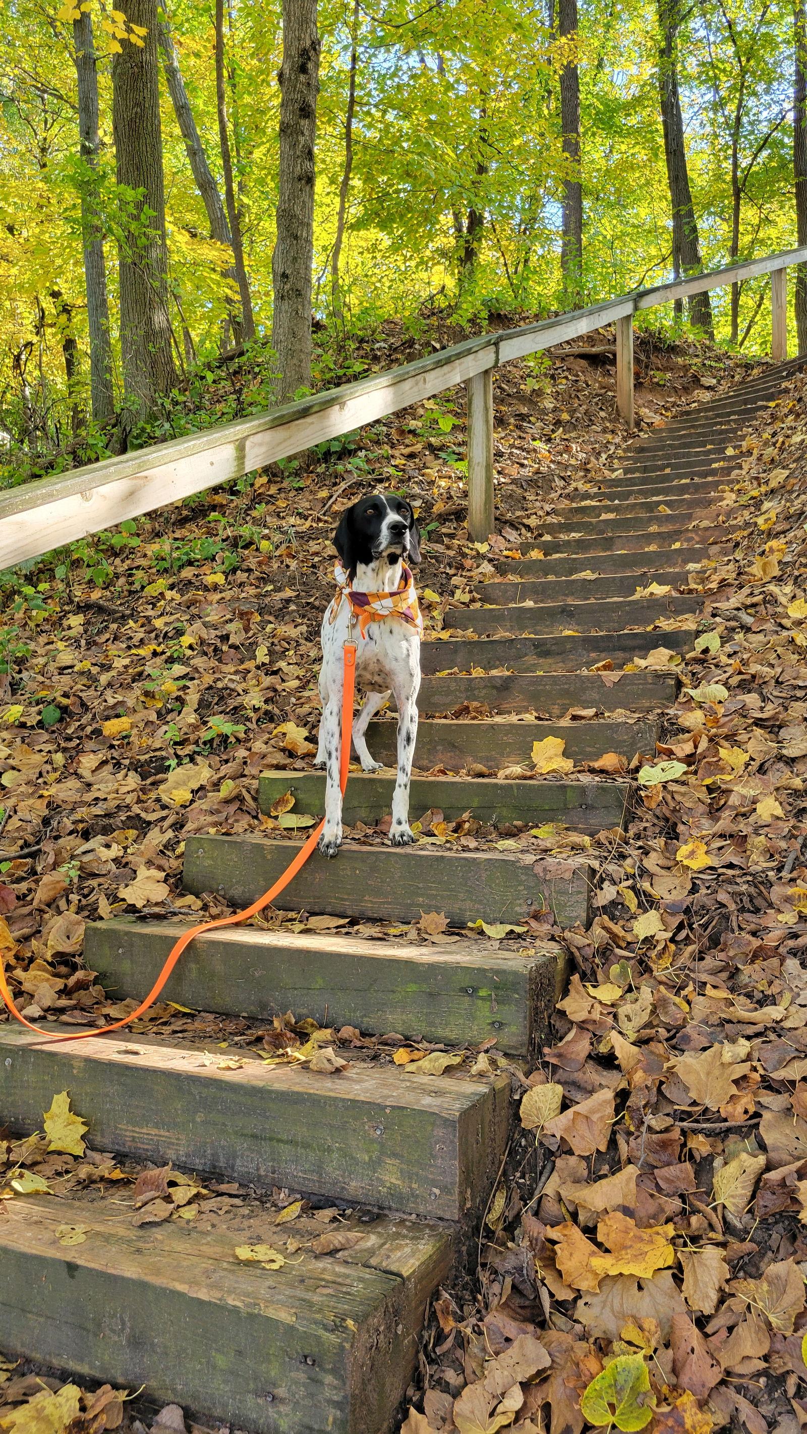 Ava, Adopted, Adult Female German Shorthaired Pointer.