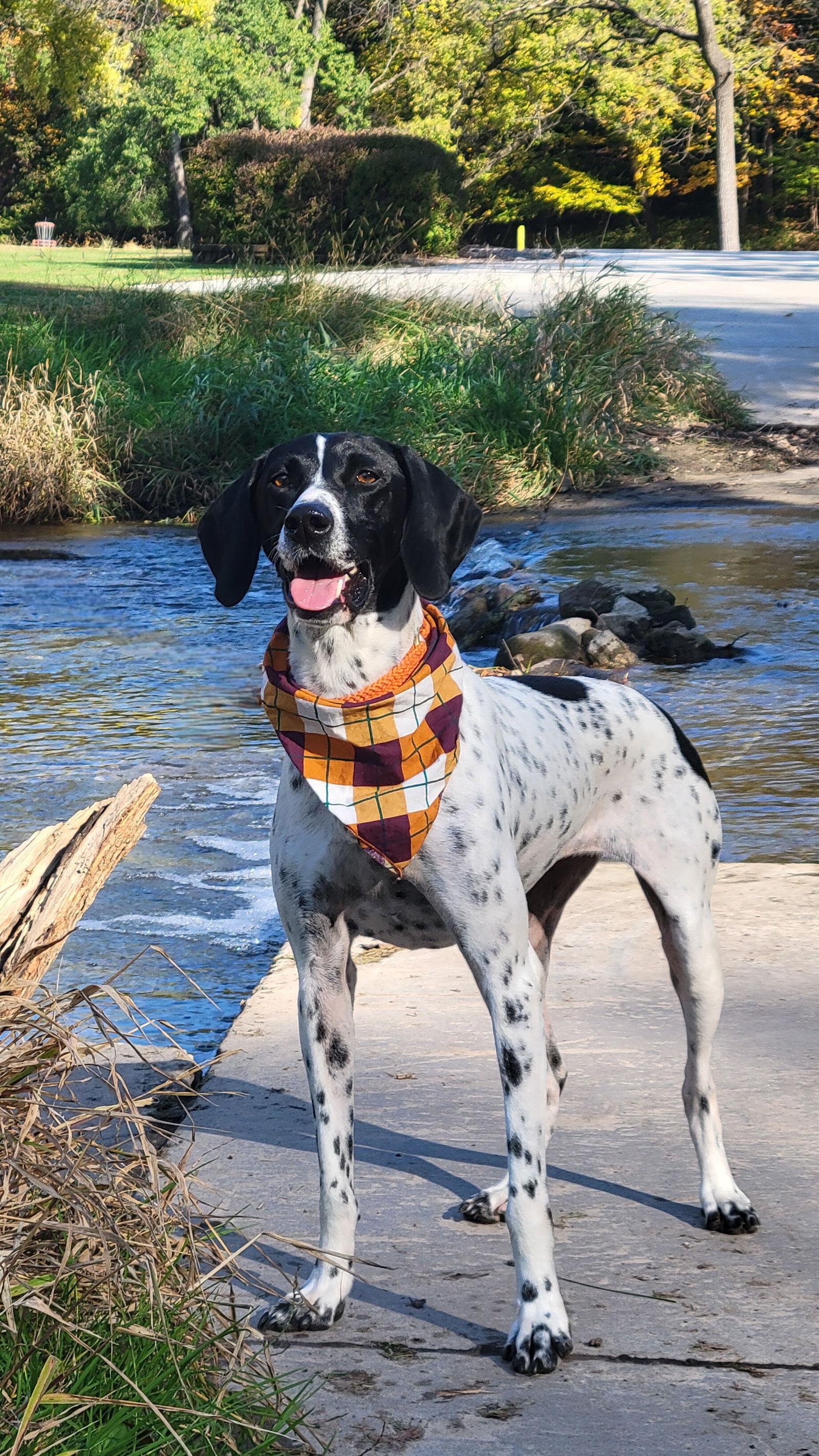 Enlarge Ava, a Adopted German Shorthaired Pointer in Omaha, NE image 2/3