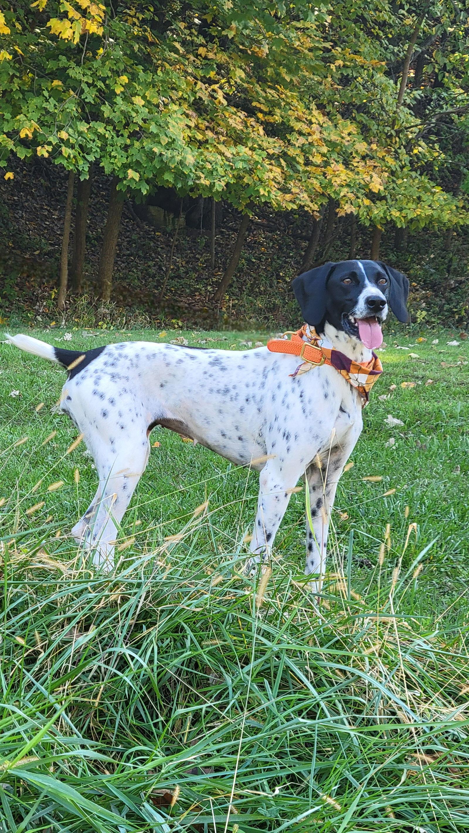 Enlarge Ava, a Adopted German Shorthaired Pointer in Omaha, NE image 3/3