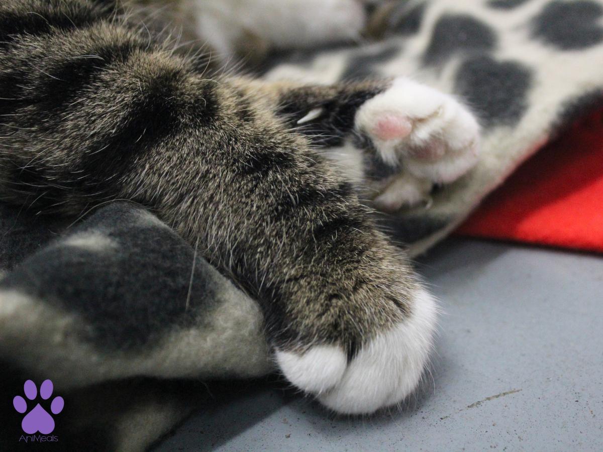 Enlarge Kusko, a ADOPTABLE Domestic Short Hair in Missoula, MT image 1/4