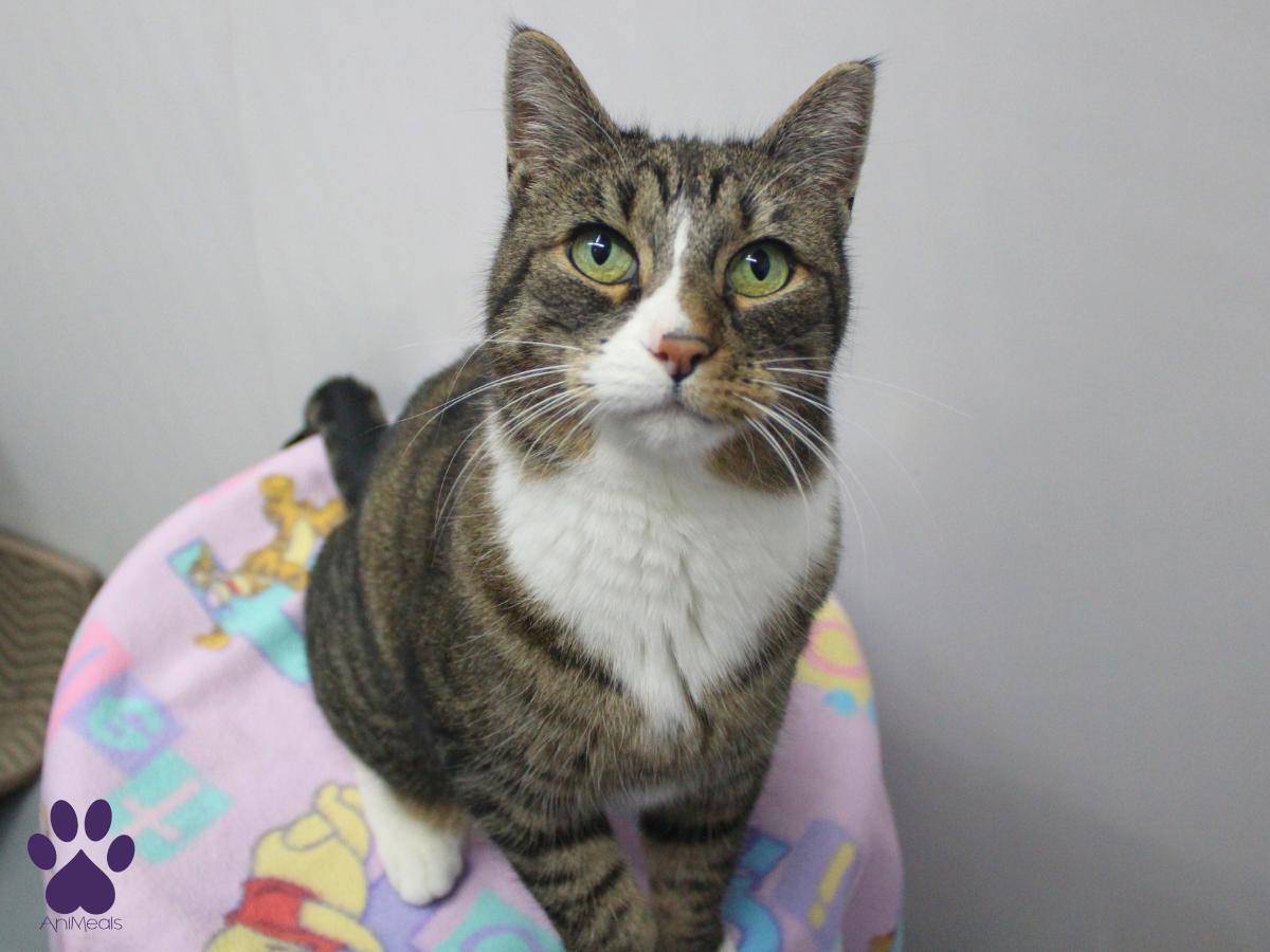 Kusko, adoptable, Adult Female Domestic Short Hair.