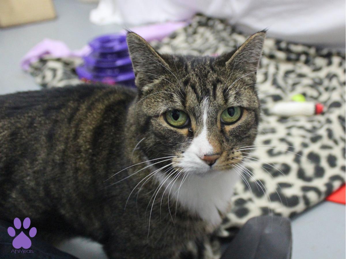 Enlarge Kusko, a ADOPTABLE Domestic Short Hair in Missoula, MT image 3/4