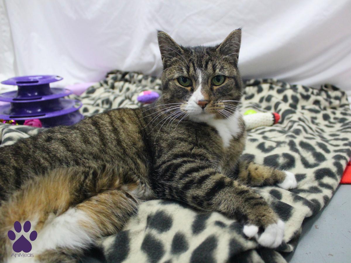 Enlarge Kusko, a ADOPTABLE Domestic Short Hair in Missoula, MT image 4/4