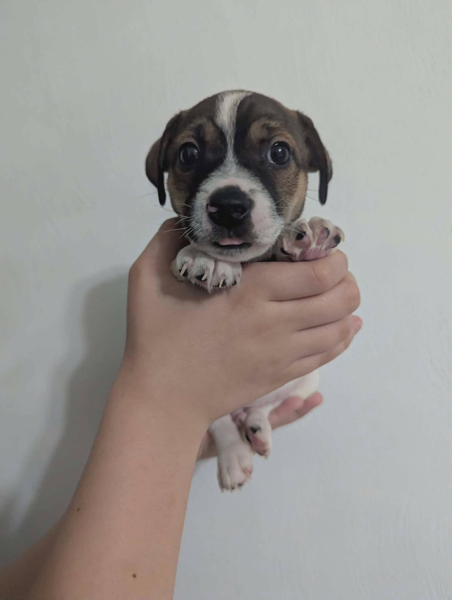 Hashbrown, Adoptable, Puppy Male Jack Russell Terrier.
