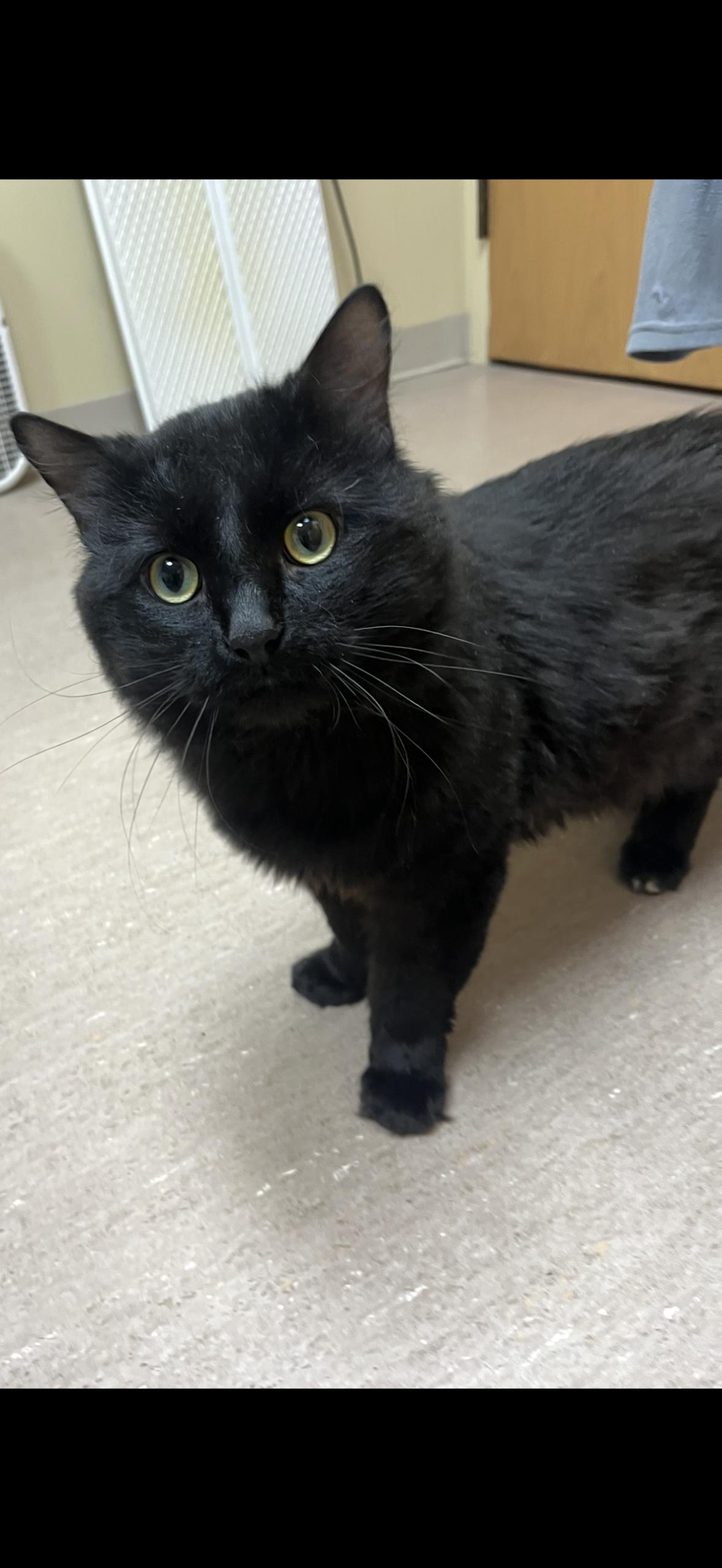 Jeep, a Adoptable mixed breed in Omaha, NE image 6/6