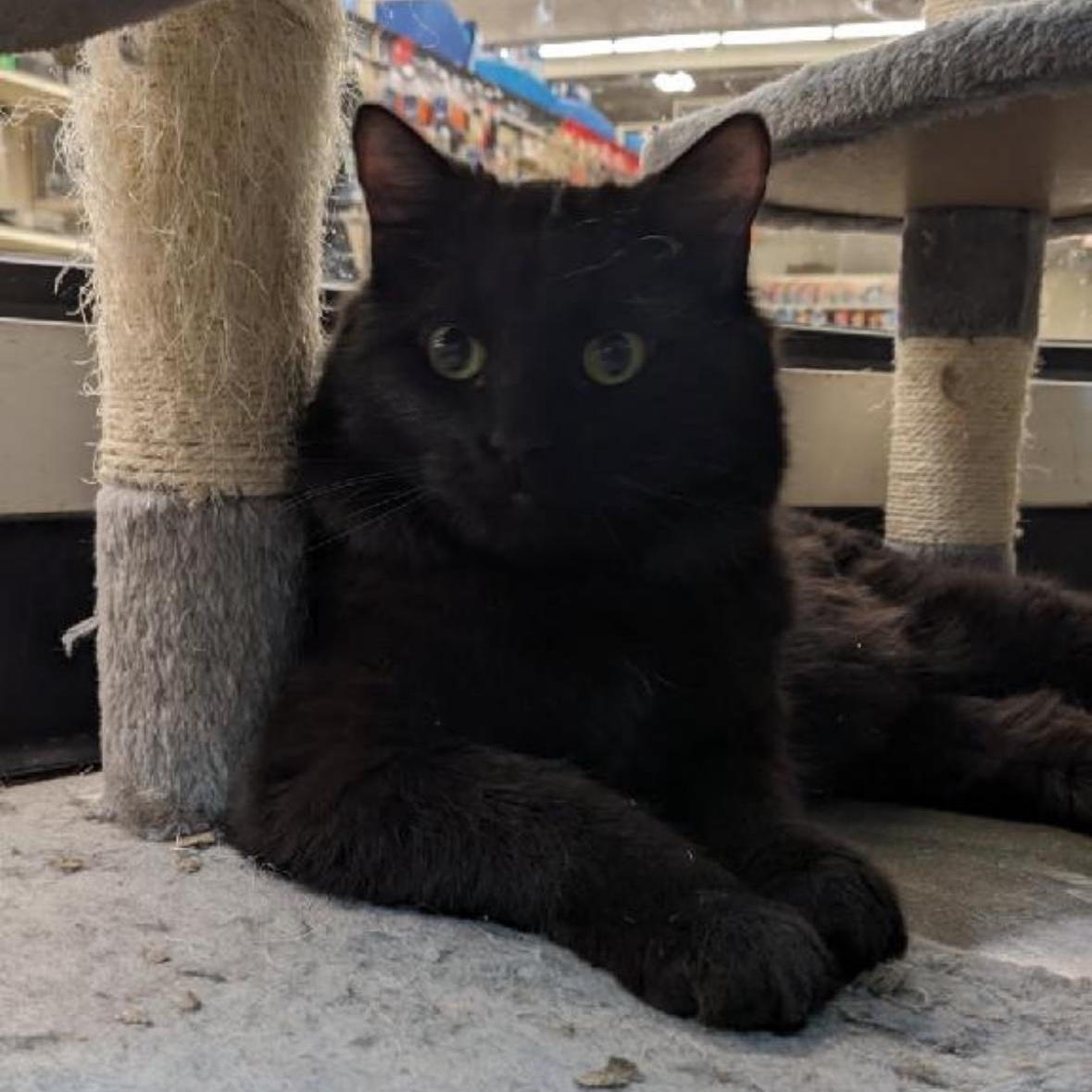 Jeep, a Adoptable mixed breed in Omaha, NE image 1/6