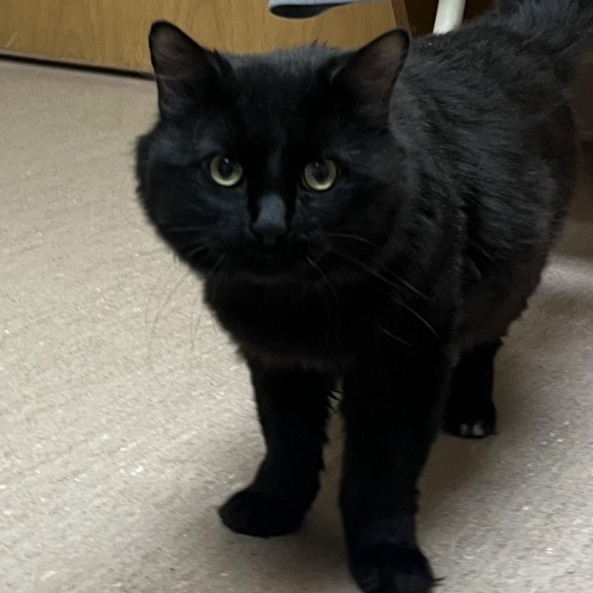 Jeep, a Adoptable mixed breed in Omaha, NE image 5/6