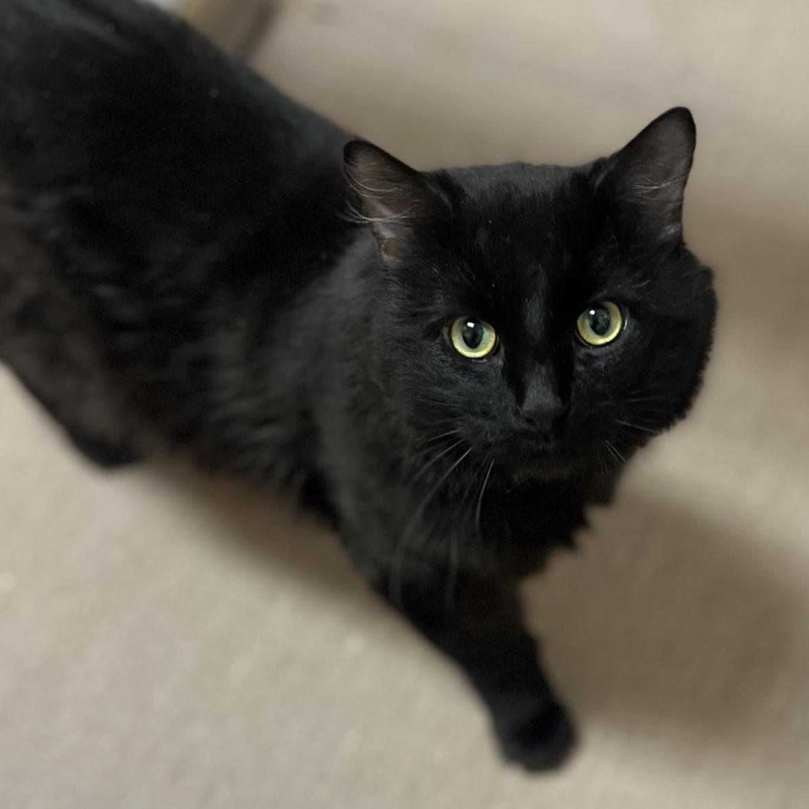 Jeep, a Adoptable mixed breed in Omaha, NE image 2/6