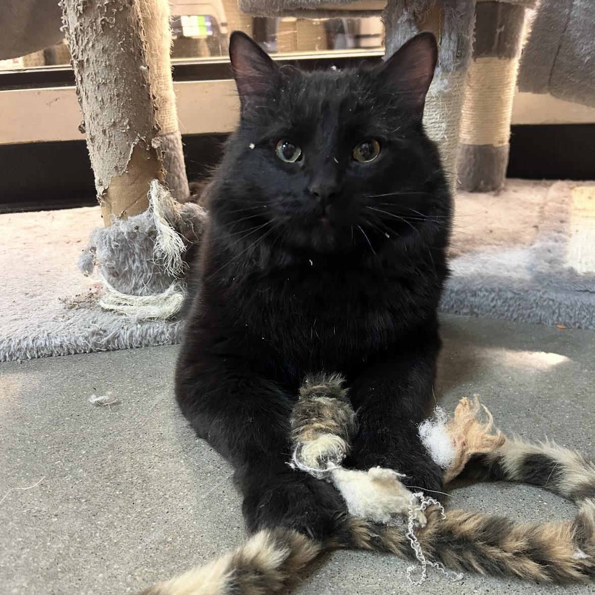 Jeep, a Adoptable mixed breed in Omaha, NE image 3/6