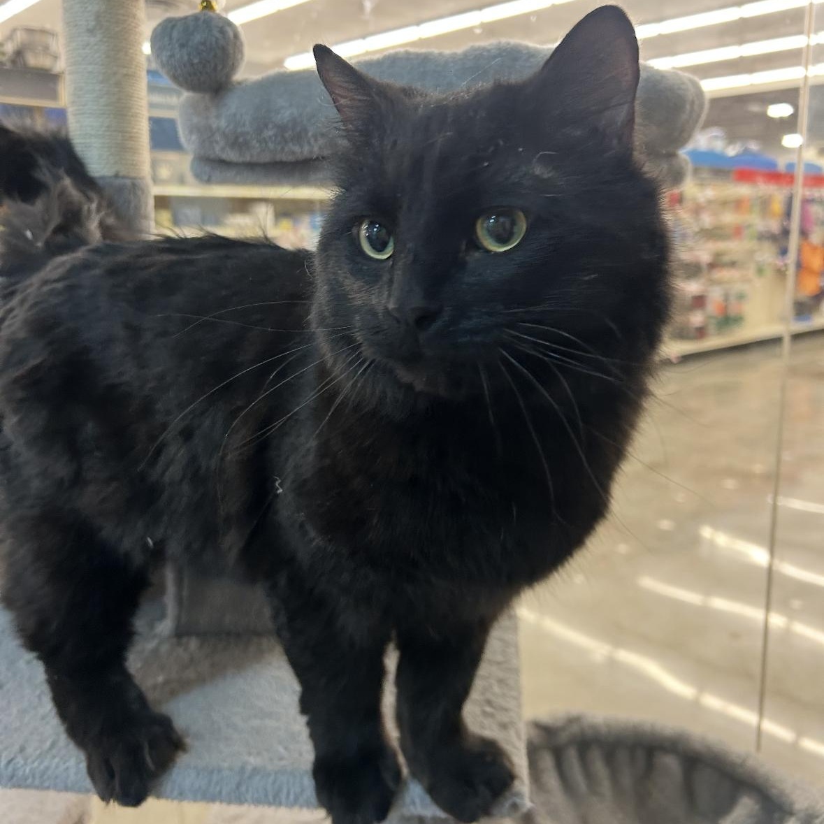 Jeep, a Adoptable mixed breed in Omaha, NE image 4/6