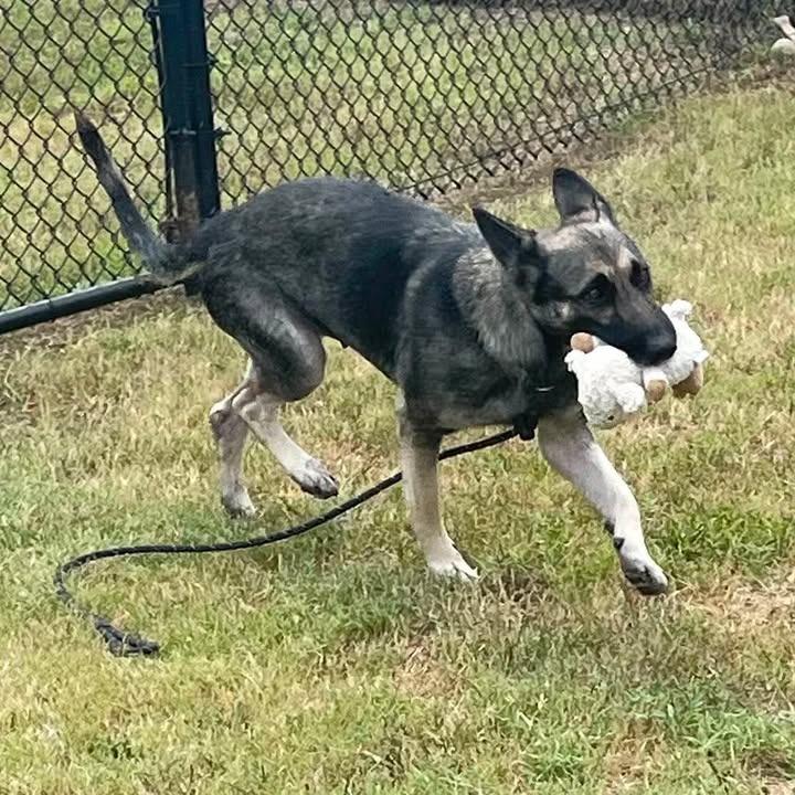 Scratches, a Adoptable Shepherd in Springdale, AR image 1/6