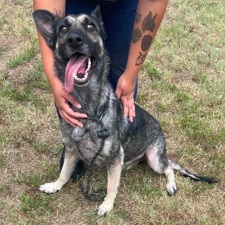 Scratches, a Adoptable Shepherd in Springdale, AR image 2/6