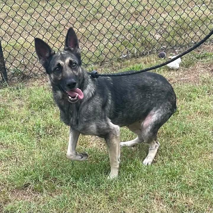 Scratches, a Adoptable Shepherd in Springdale, AR image 3/6