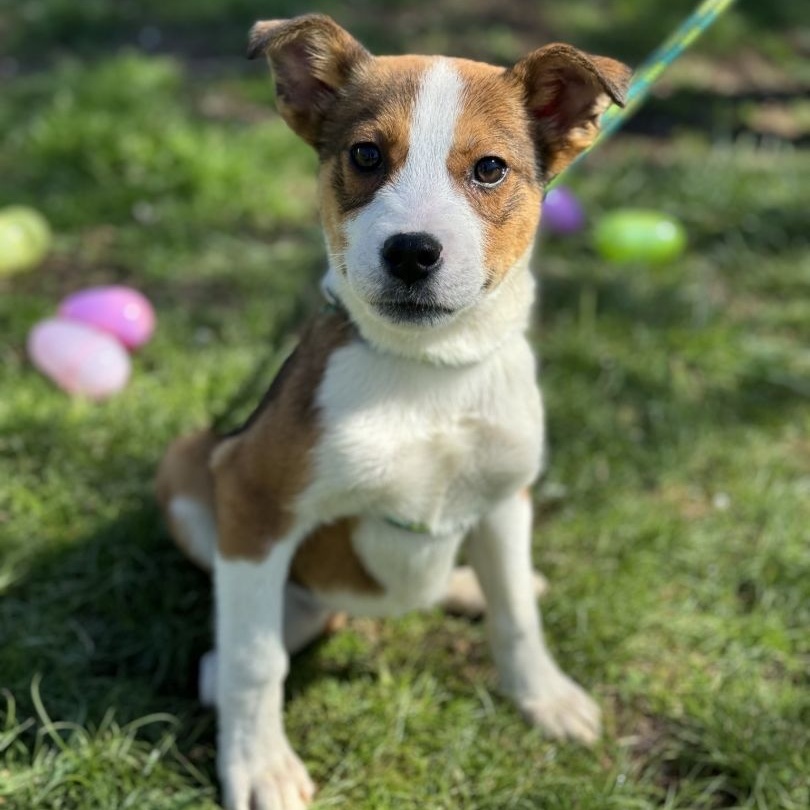 Heidi Borneo (CONC-A-84), a Adoptable mixed breed in Concord, NC image 3/3