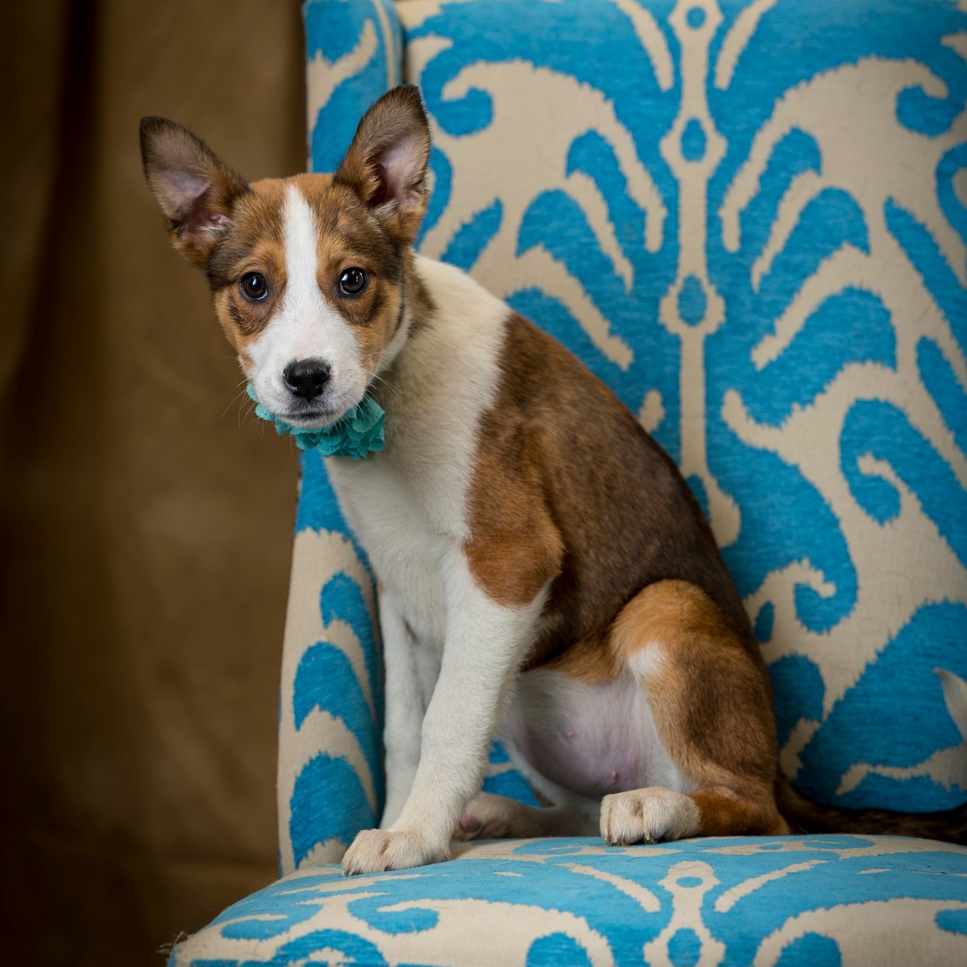 Heidi Borneo (CONC-A-84), a Adoptable mixed breed in Concord, NC image 2/3