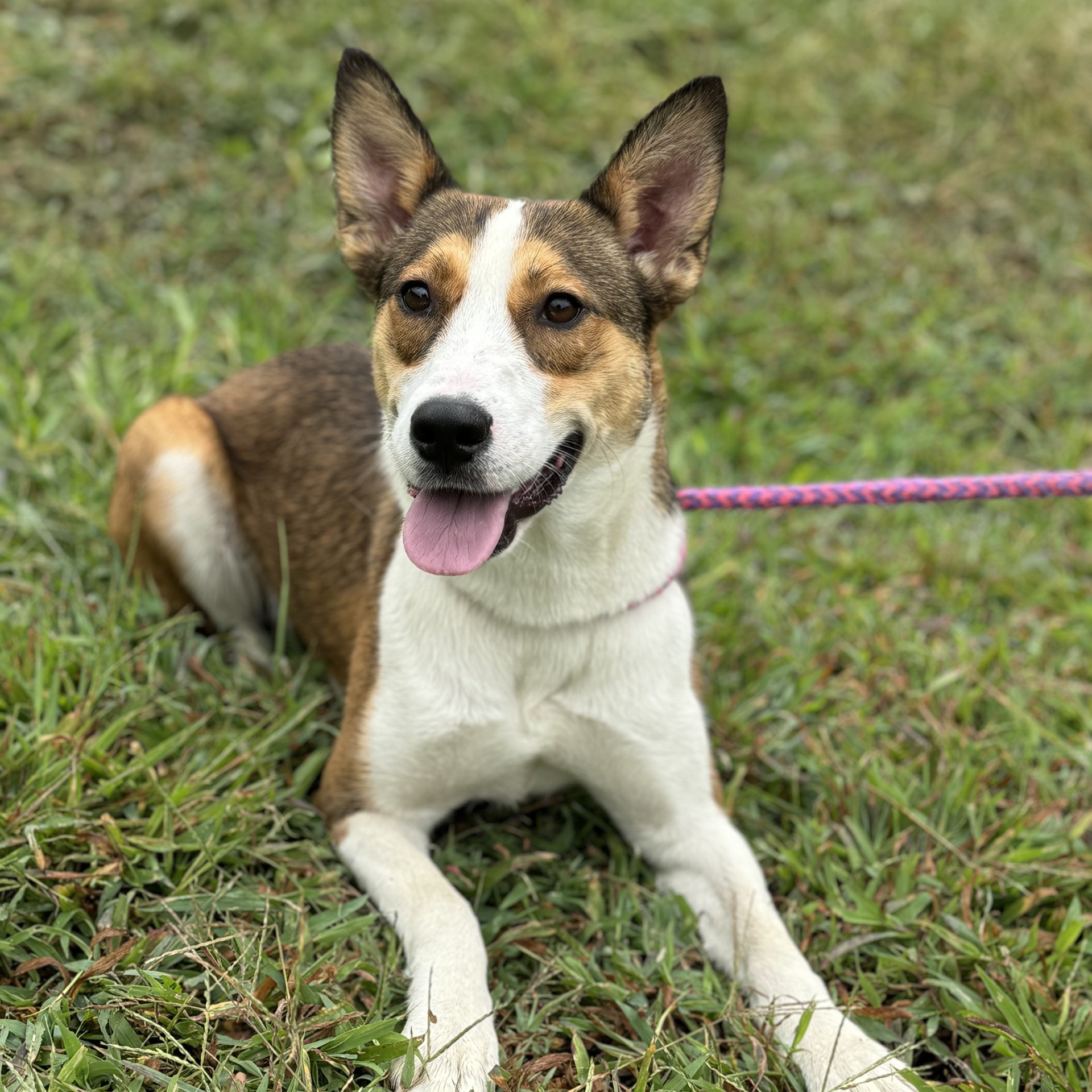 Heidi Borneo (CONC-A-84), a Adoptable mixed breed in Concord, NC image 1/3