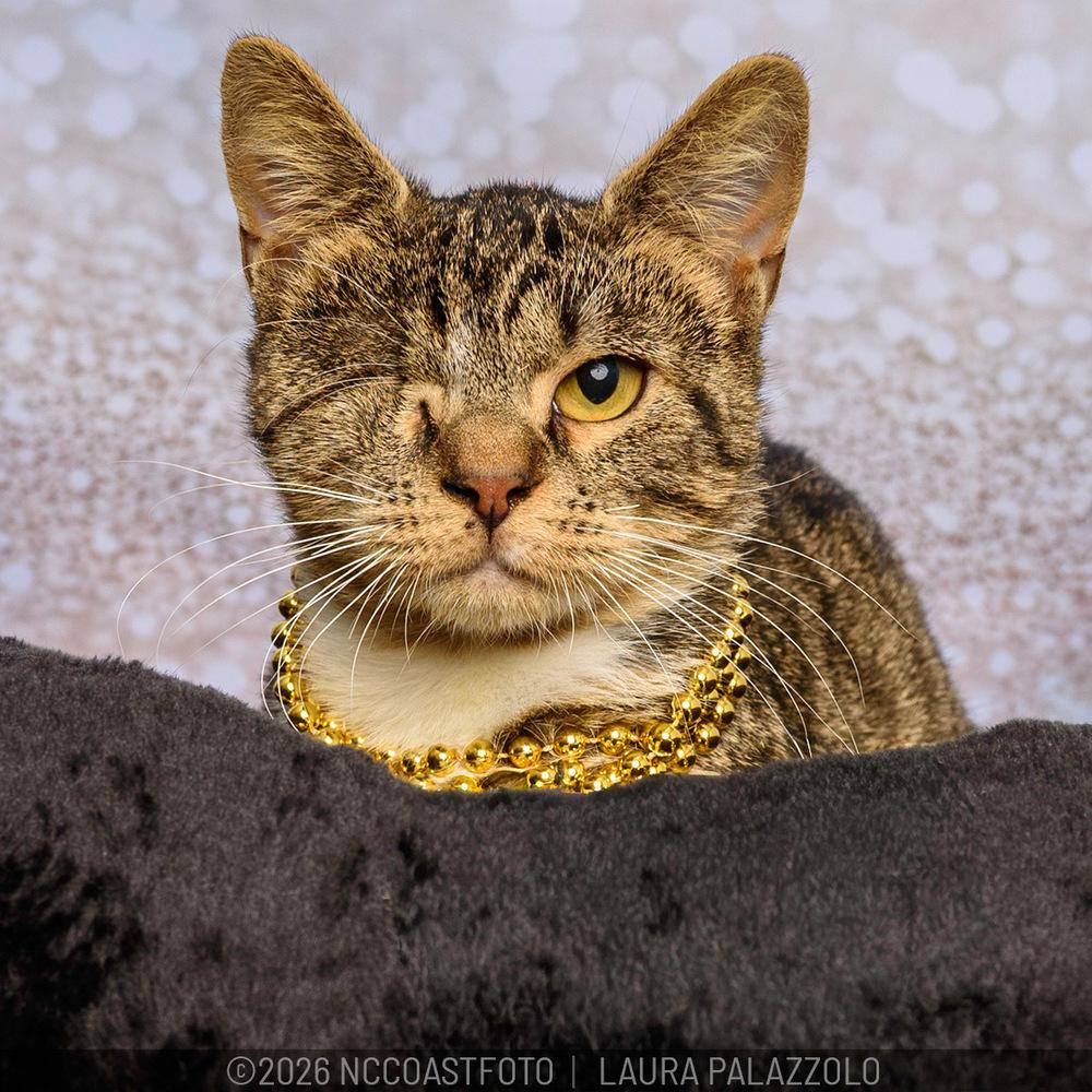 Razz, Adoptable, Kitten Female Domestic Short Hair.