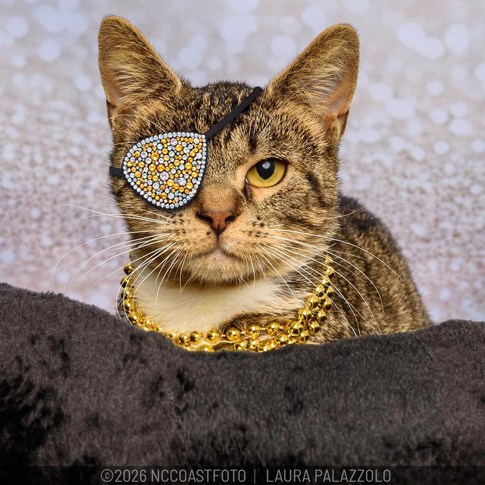 Razz, a Adoptable Domestic Short Hair in Emerald Isle, NC image 2/2