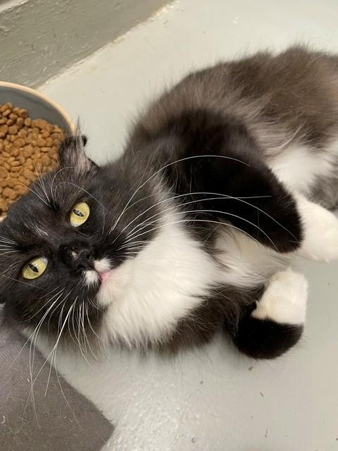 Enlarge Duke, a Adoptable Domestic Long Hair in Hayward, WI image 1/1
