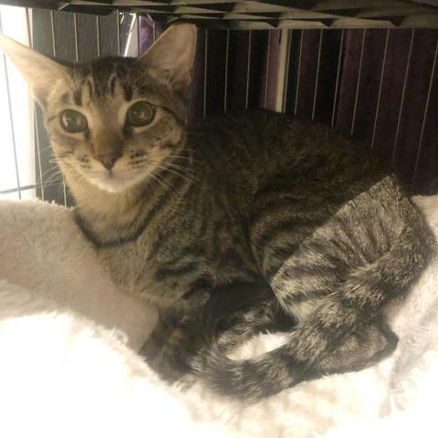 Rick, Adoptable, Adult Male Domestic Short Hair.