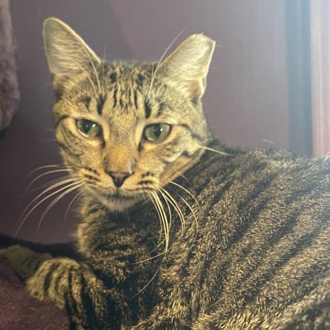 Enlarge Rick, a Adoptable Domestic Short Hair in Davie, FL image 2/2