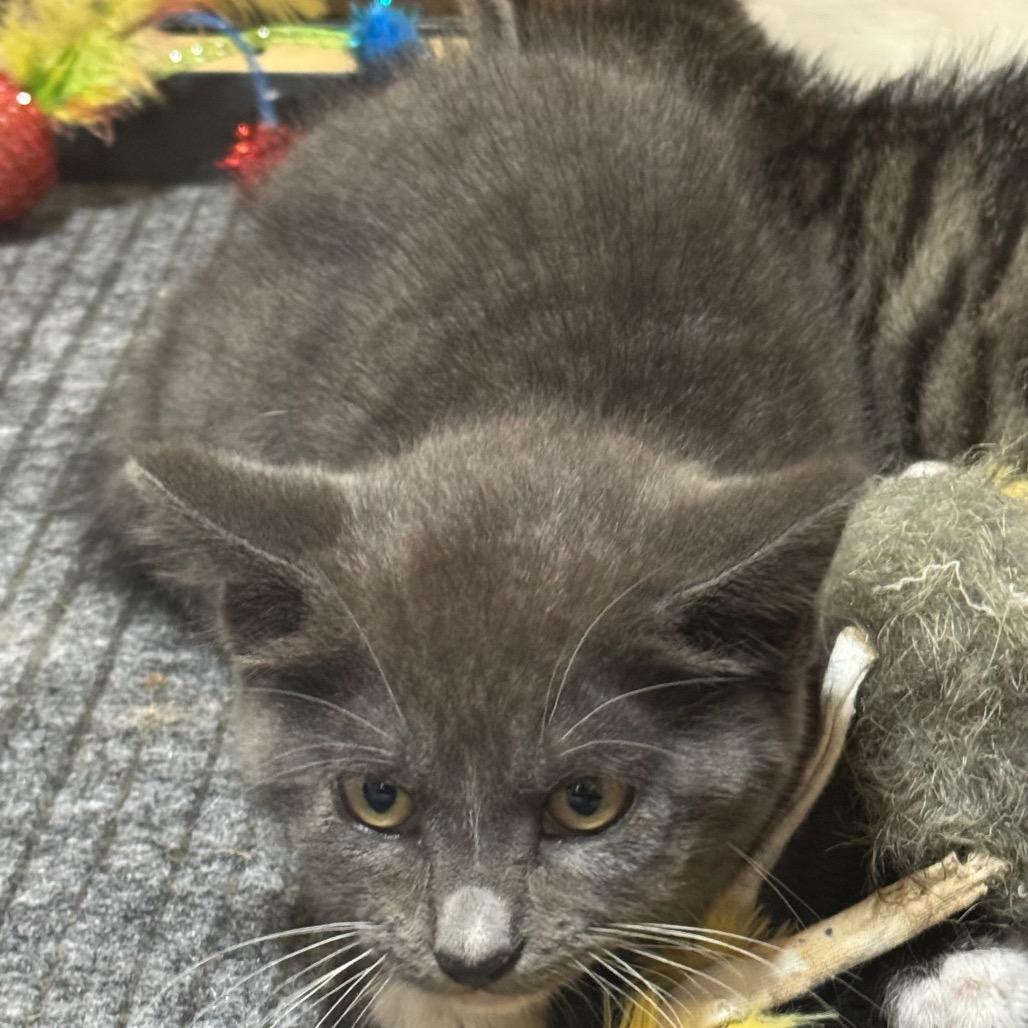 Daphne, a Adoptable Domestic Short Hair in Enterprise, AL image 4/4