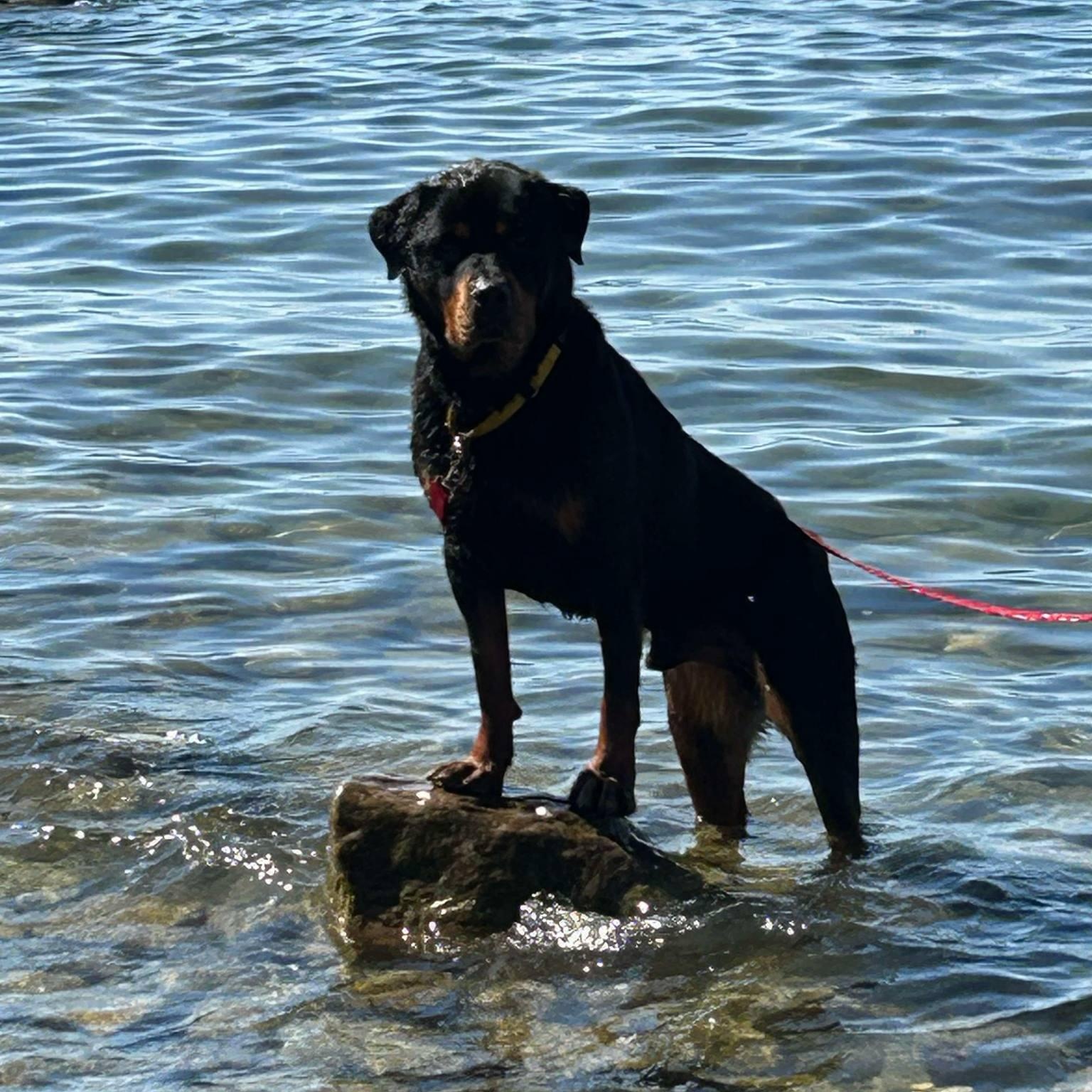 Shadow, Adult Male Rottweiler
