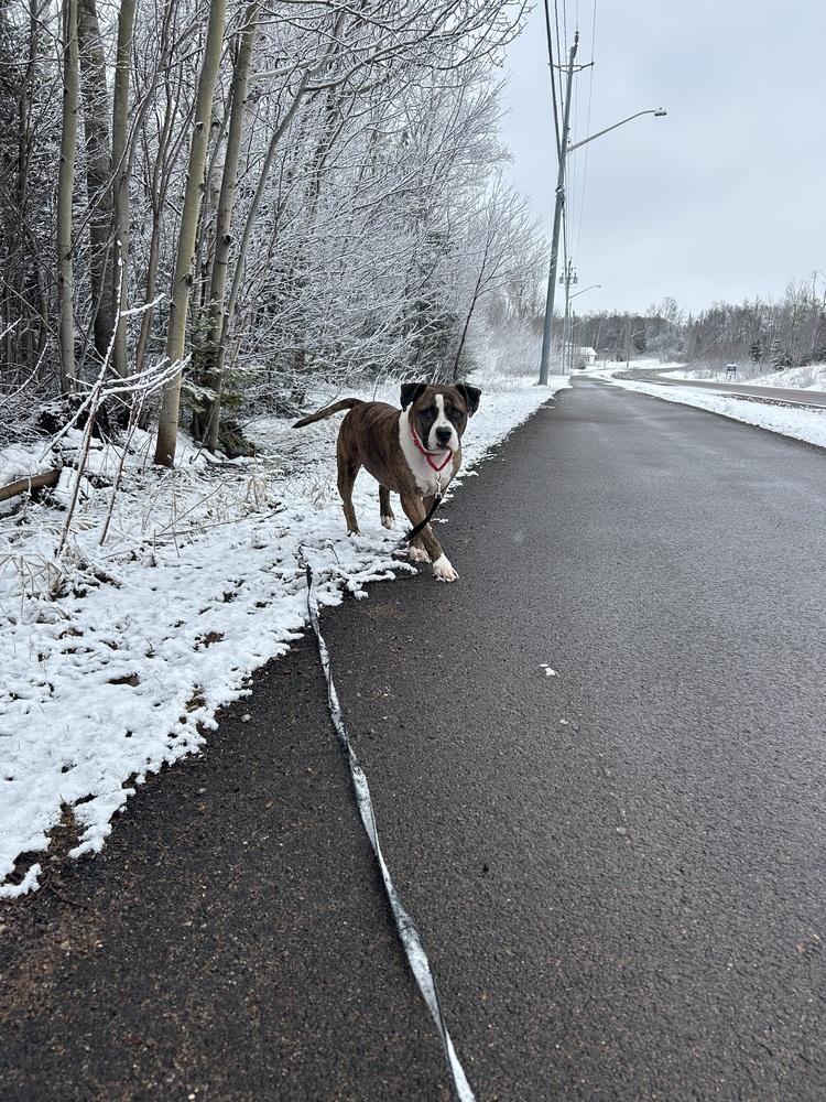 Westin #A4188 🇨🇦 💜, Adoptable, Adult Male American Staffordshire Terrier.