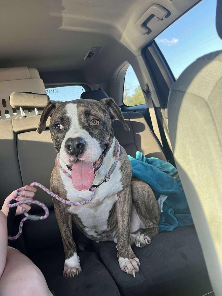 Westin #A4188 💜, Adoptable, Adult Male American Staffordshire Terrier.