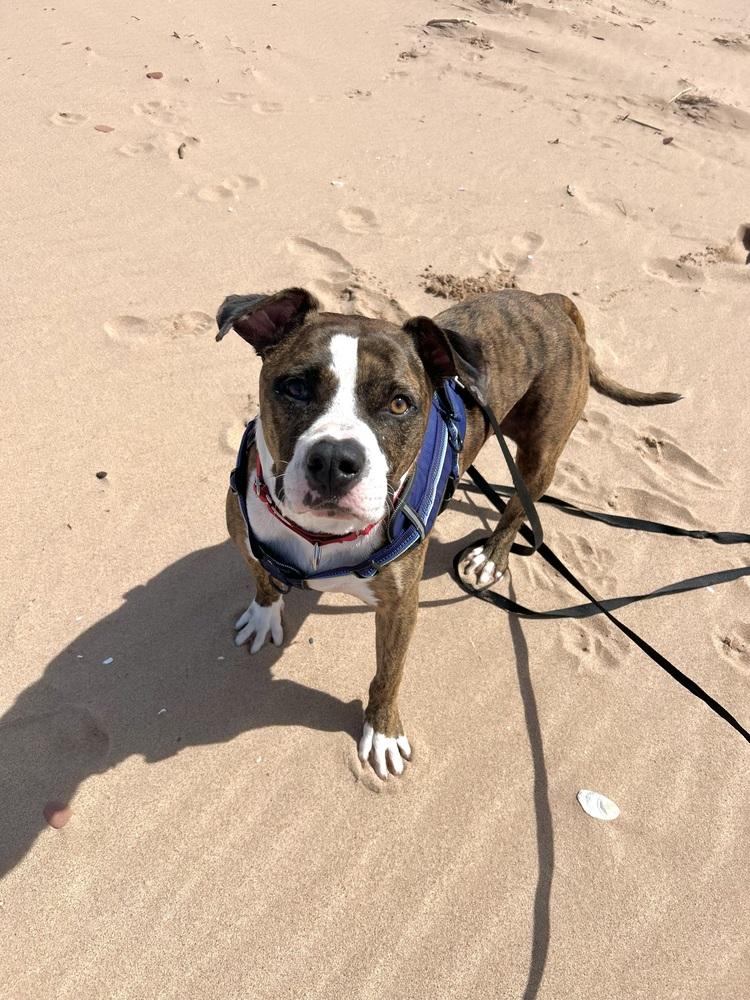 Westin #A4188 🇨🇦 💜, Adoptable, Adult Male American Staffordshire Terrier.
