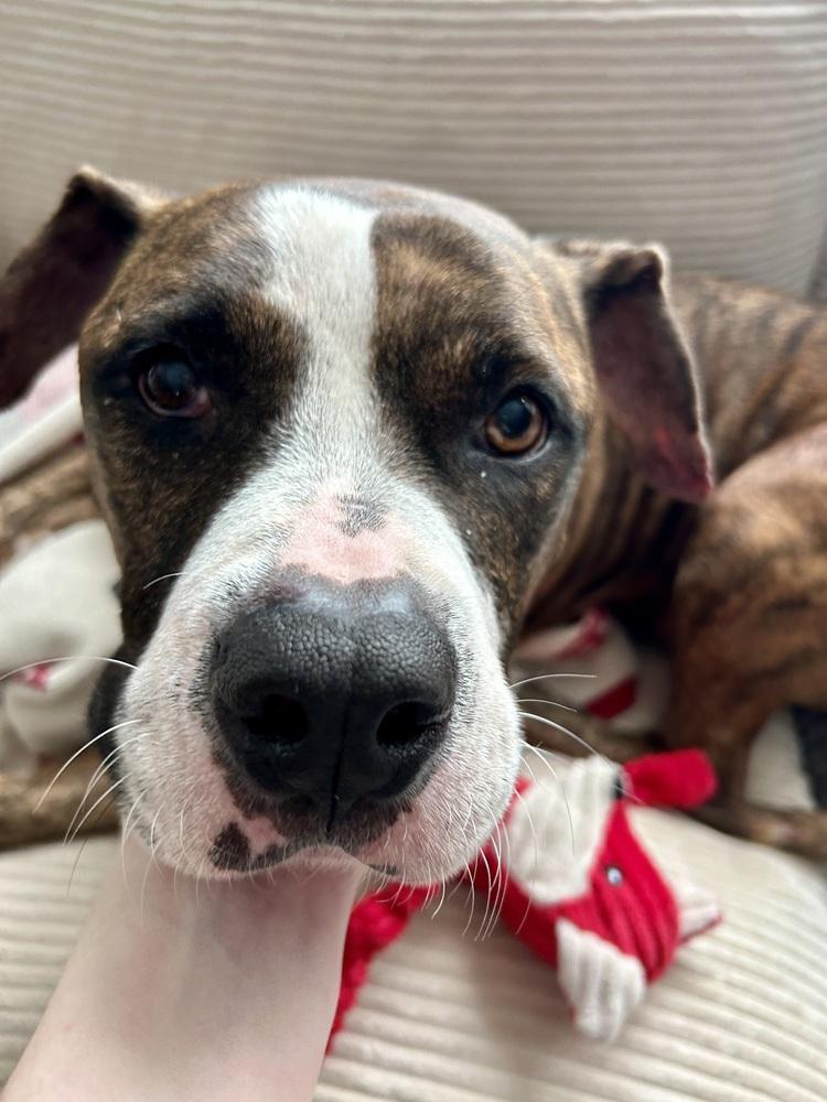 Westin #A4188 🇨🇦 💜, Adoptable, Adult Male American Staffordshire Terrier.