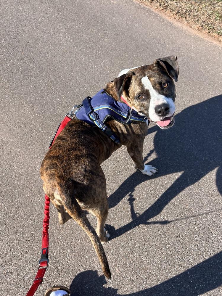 Westin #A4188 🇨🇦 💜, Adoptable, Adult Male American Staffordshire Terrier.