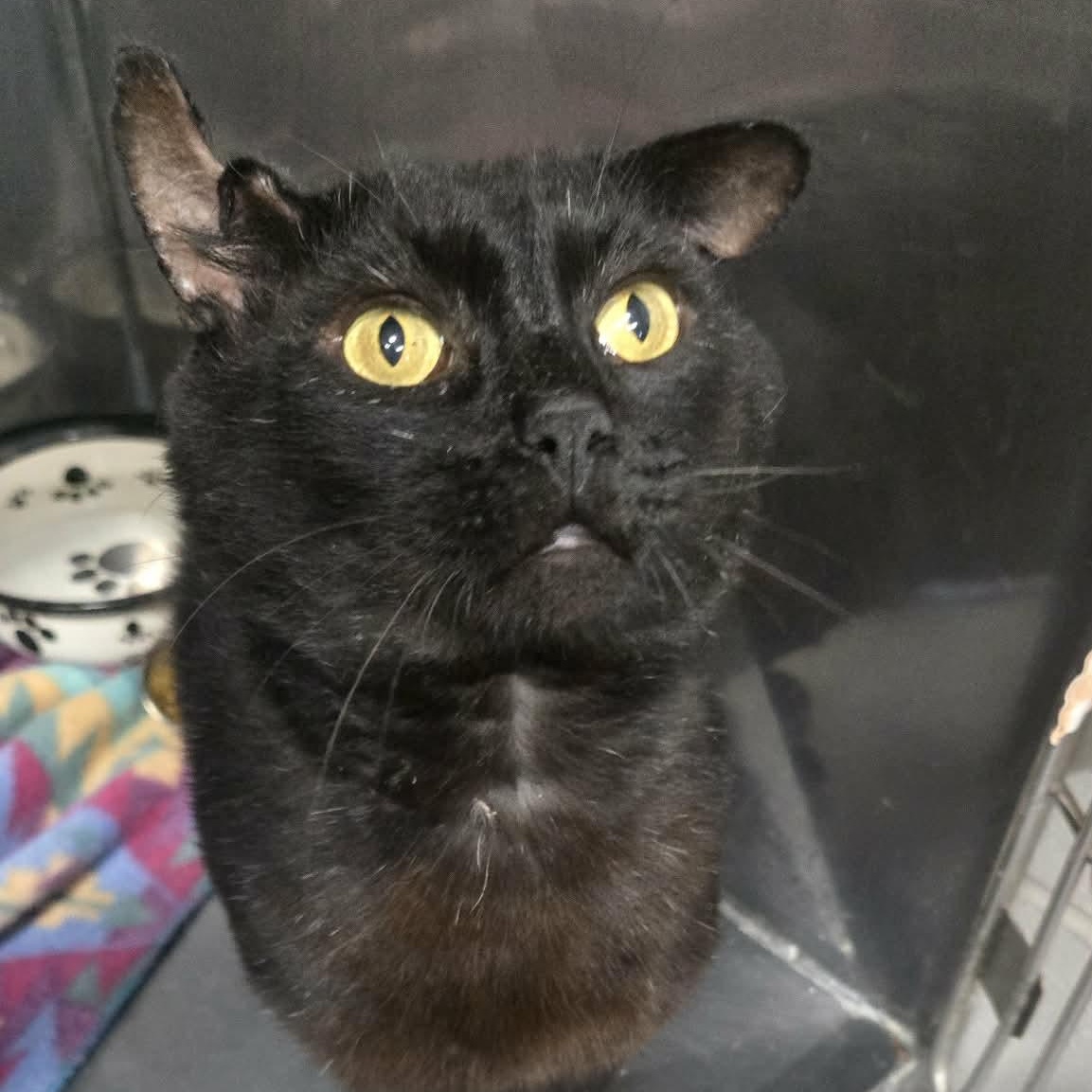 Buddha, Adoptable, Adult Male Domestic Short Hair.