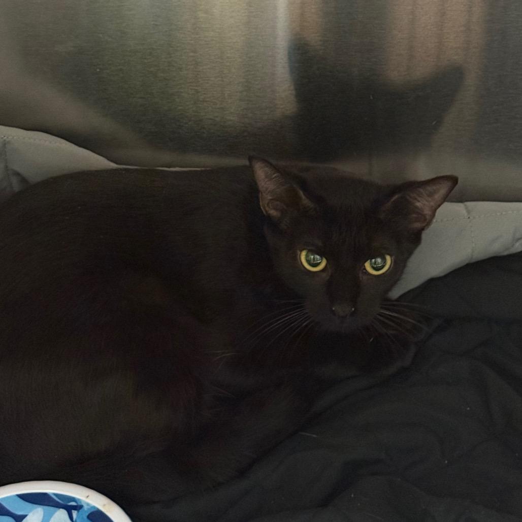 Okra 4463, Adoptable, Adult Female Domestic Short Hair.