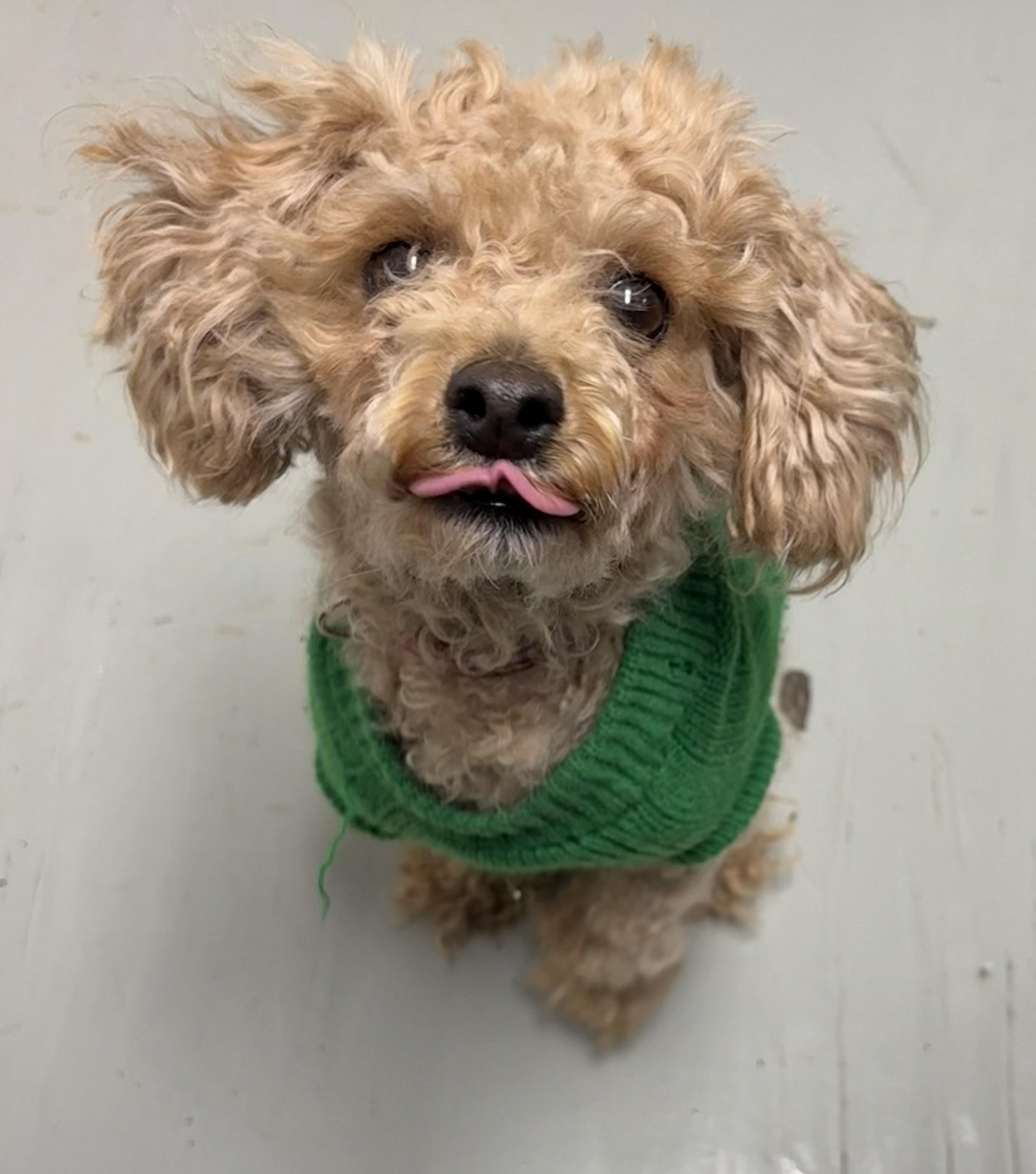 Enlarge Cherri, an adopted Miniature Poodle in Plano, TX image 4/5