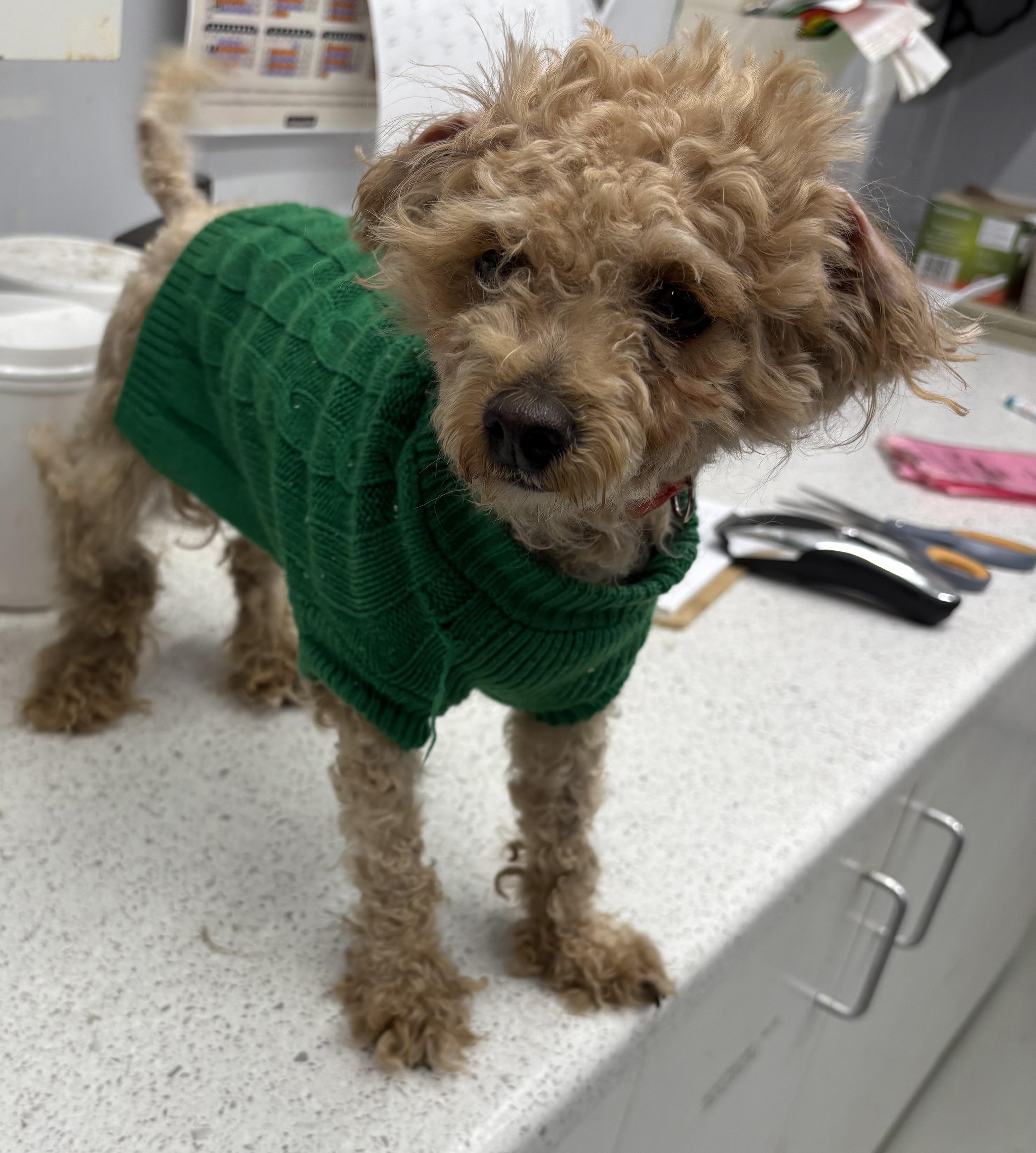 Enlarge Cherri, an adopted Miniature Poodle in Plano, TX image 2/5