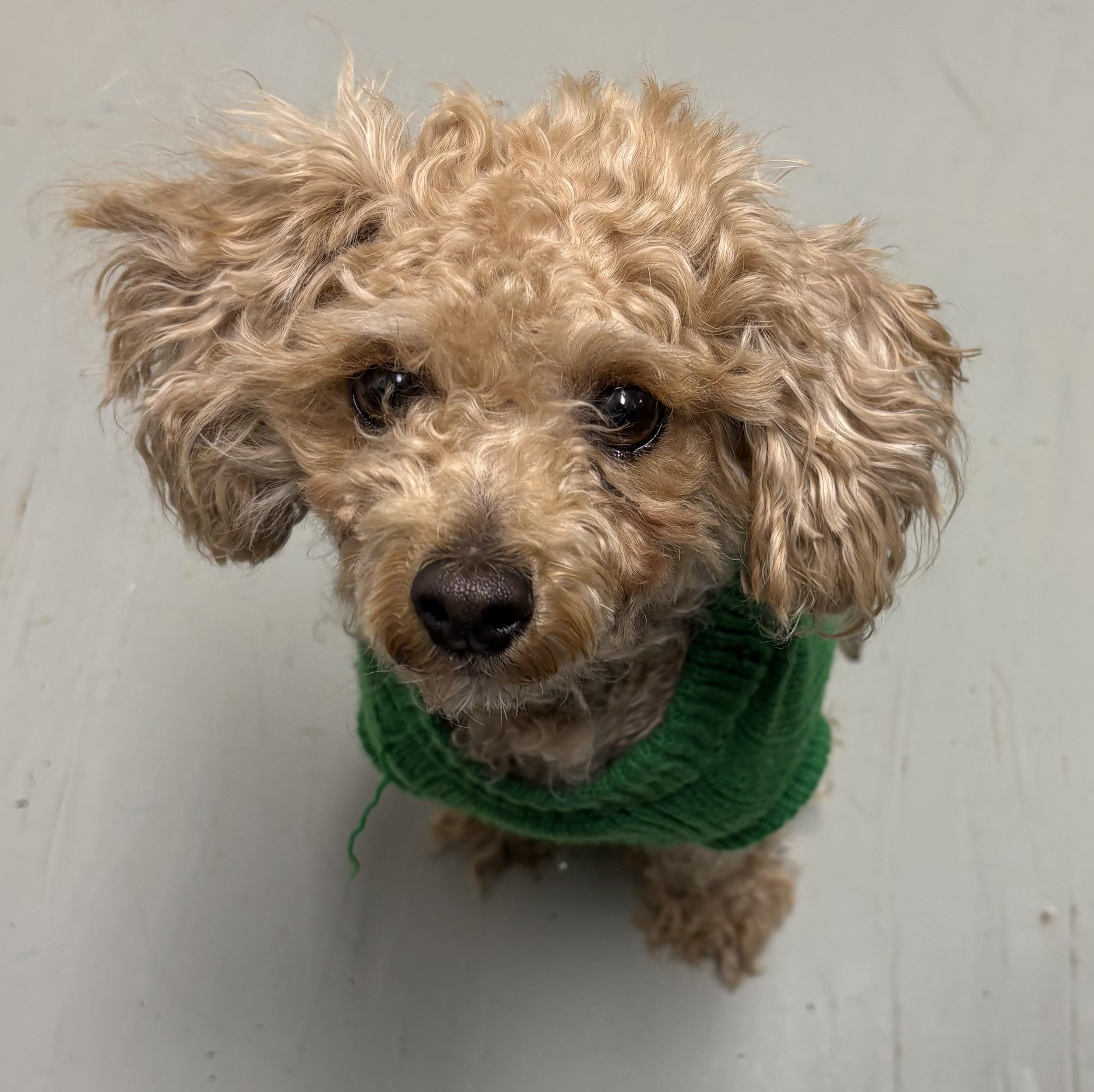 Enlarge Cherri, an adopted Miniature Poodle in Plano, TX image 5/5