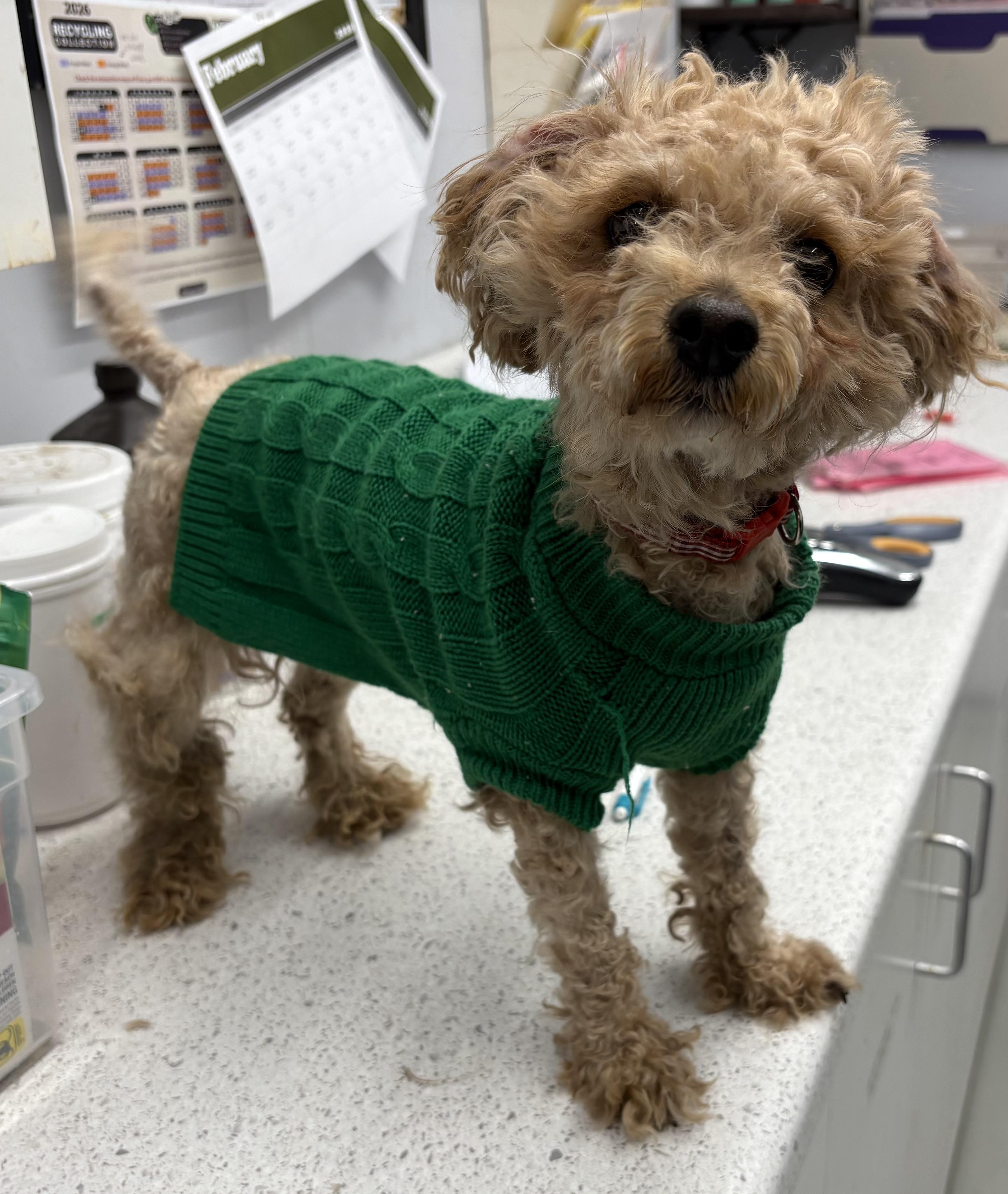 Cherri, adopted, Adult Female Miniature Poodle.