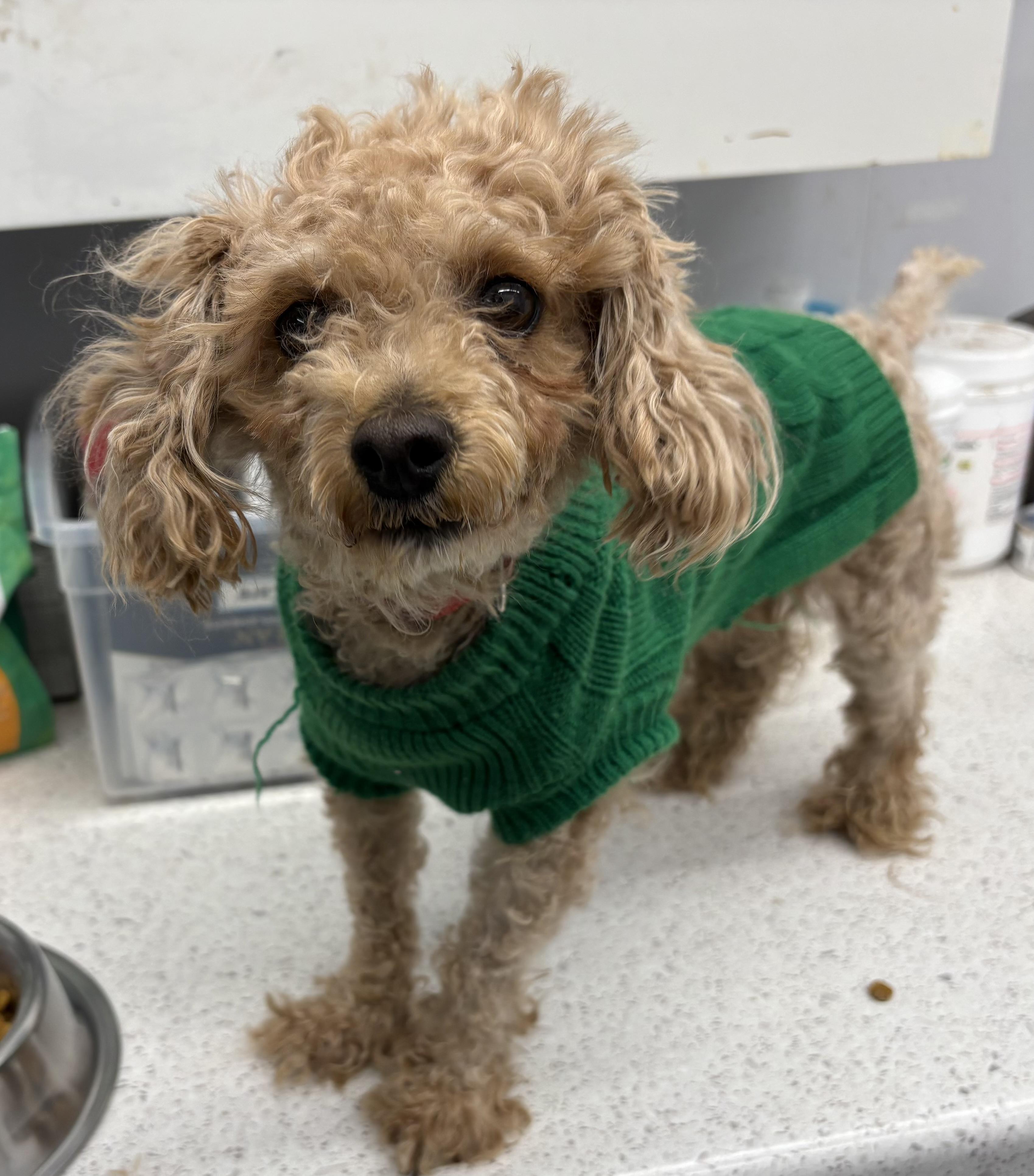 Enlarge Cherri, an adopted Miniature Poodle in Plano, TX image 3/5