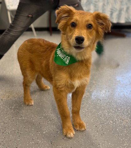 Enlarge Tibbs, a Adoptable Australian Shepherd in Midland, VA image 1/1