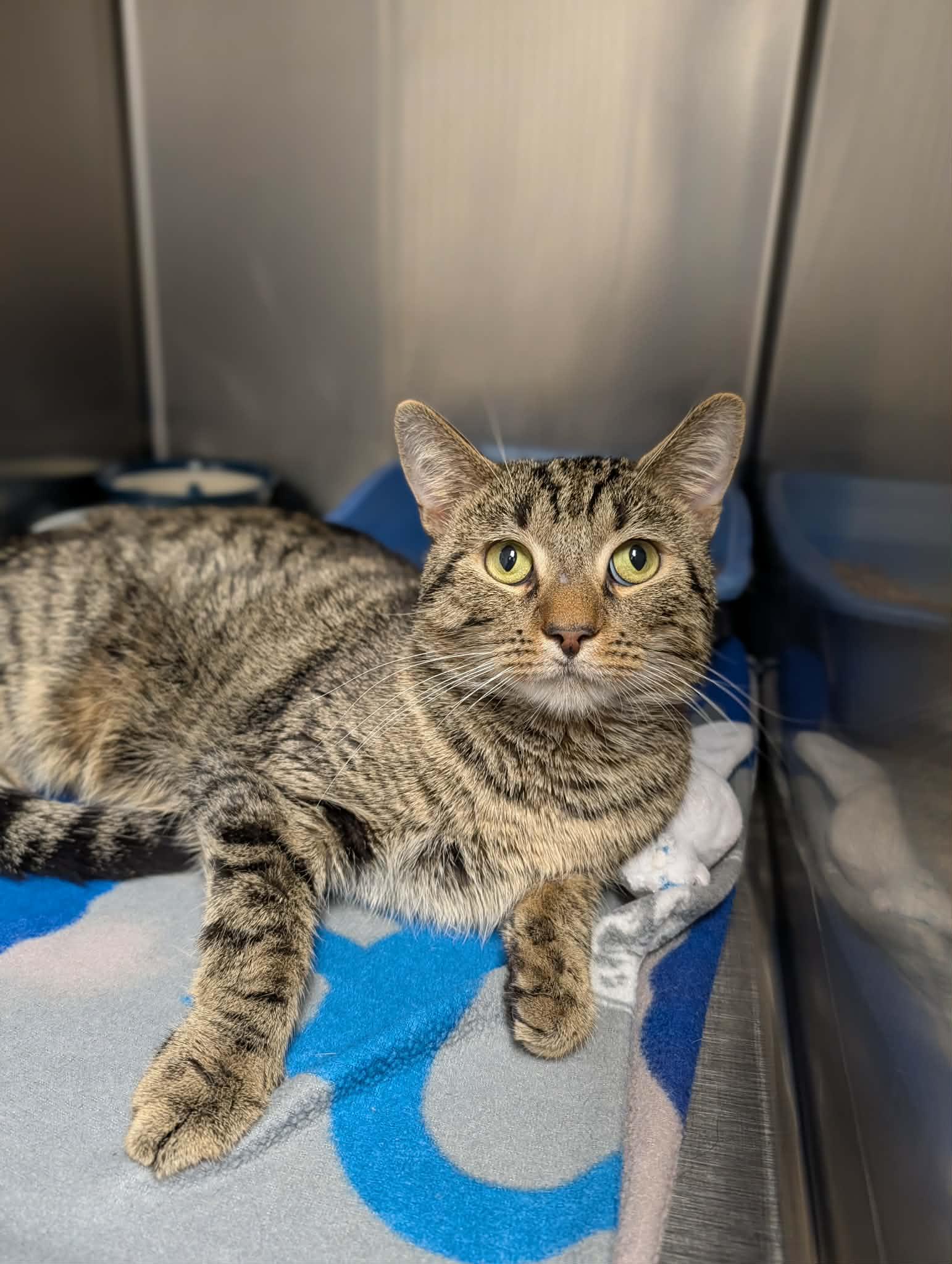 Dean, ADOPTABLE, Adult Male Domestic Short Hair.