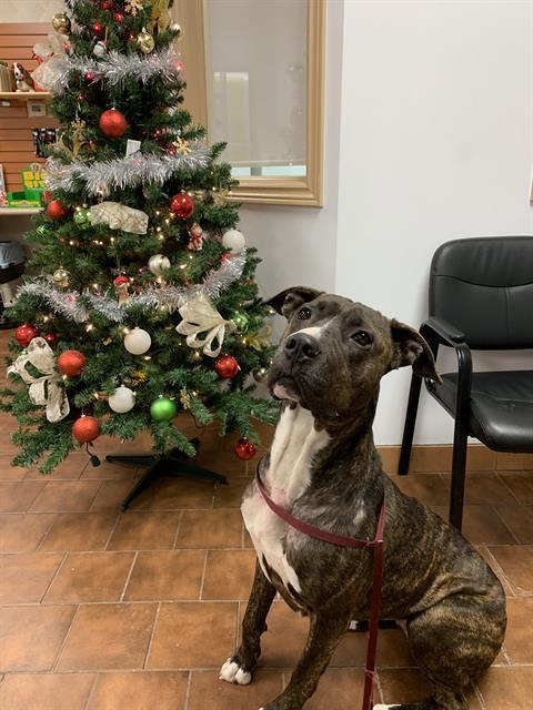 Enlarge TANUK, a Adoptable Cane Corso in London, ON image 1/1