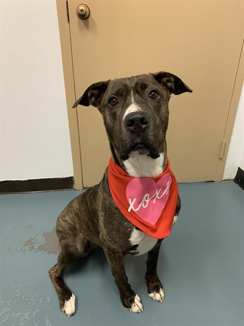 Enlarge TANUK, a Adoptable Cane Corso in London, ON image 1/1